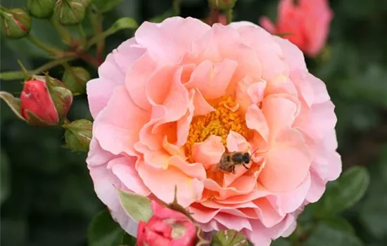 Rosa (Floribundarose) 'Marie Curie'®