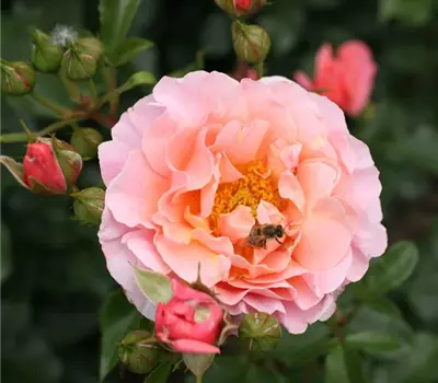 Rosa (Floribundarose) 'Marie Curie'®