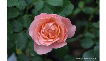 Rosa (Floribundarose) 'Marie Curie'®