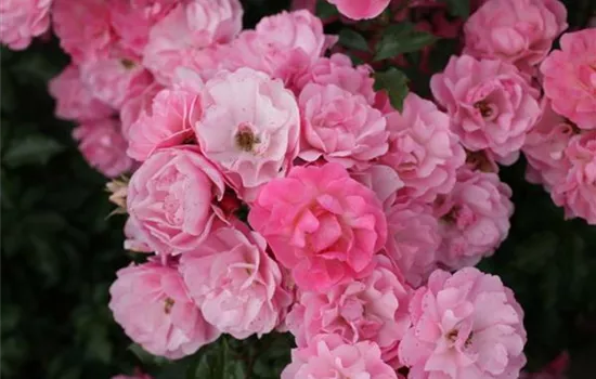 Rosa (Floribundarose) 'Maxi Vita'®