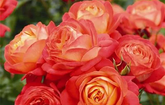 Rosa (Floribundarose) 'Midsummer'®
