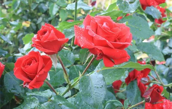Rosa (Floribundarose) 'Nina Weibull'®