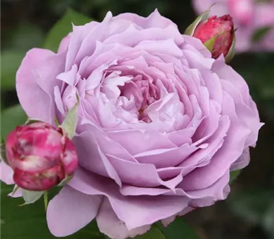 Rosa (Floribundarose) 'Novalis'®