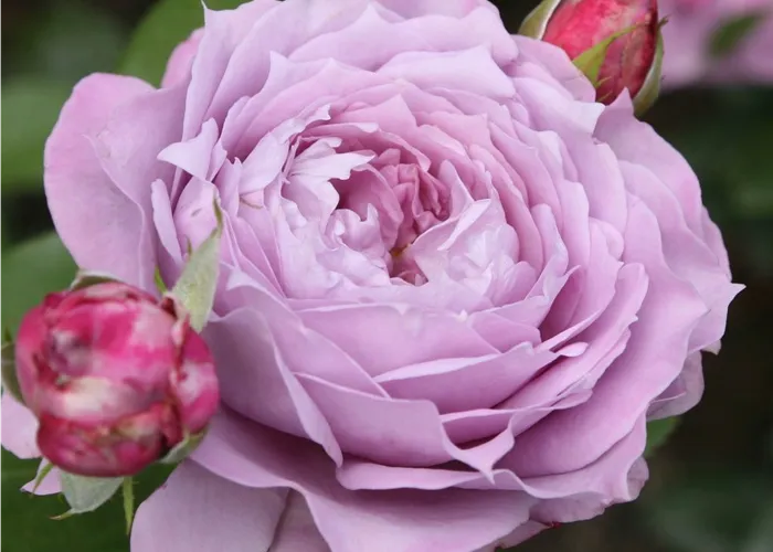 Rosa (Floribundarose) 'Novalis'®
