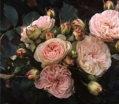 Rosa (Floribundarose) 'Pastella'®