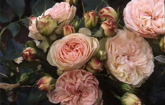 Rosa (Floribundarose) 'Pastella'®