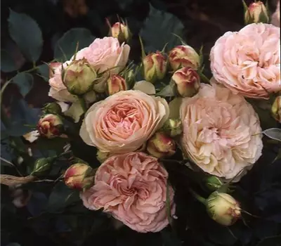Rosa (Floribundarose) 'Pastella'®