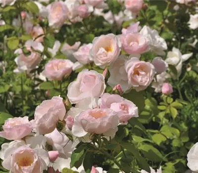 Rosa (Floribundarose) 'Pear'®
