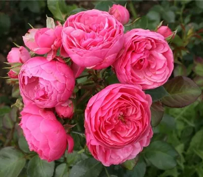 Rosa (Floribundarose) 'Pomponella'®