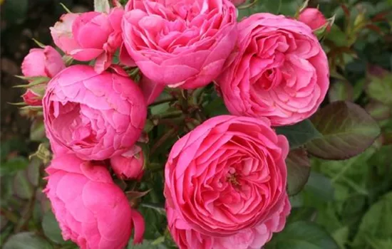 Rosa (Floribundarose) 'Pomponella'®