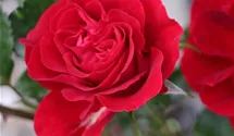 Rosa (Floribundarose) 'Red Sunset'