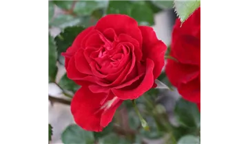 Rosa (Floribundarose) 'Red Sunset'