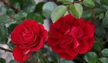 Rosa (Floribundarose) 'Red Sunset'