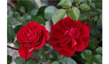 Rosa (Floribundarose) 'Red Sunset'