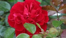 Rosa (Floribundarose) 'Red Sunset'