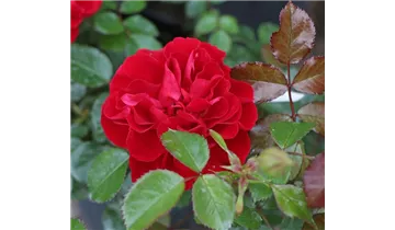 Rosa (Floribundarose) 'Red Sunset'