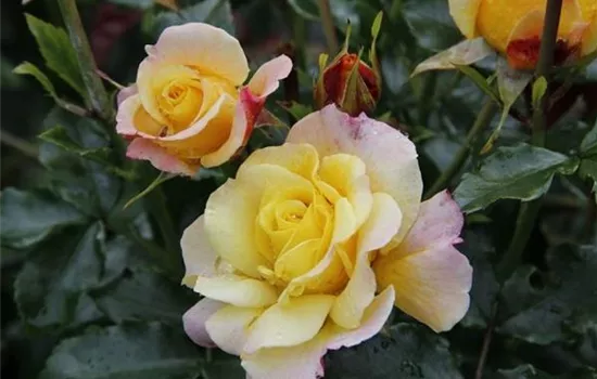 Rosa (Floribundarose) 'Rose der Hoffnung'