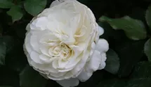Rosa (Floribundarose) 'Schweizer Garten'®