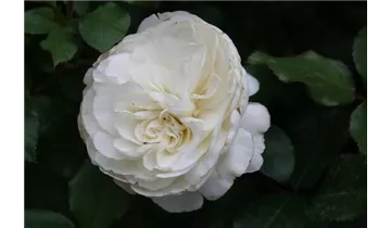 Rosa (Floribundarose) 'Schweizer Garten'®
