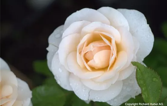 Rosa (Floribundarose) 'Sirius'