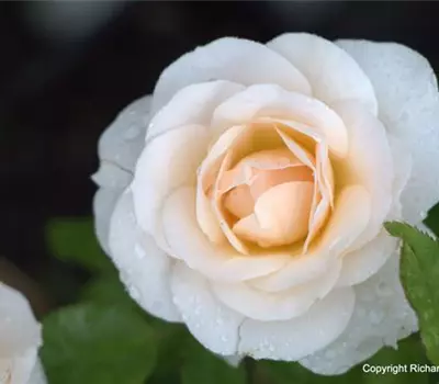 Rosa (Floribundarose) 'Sirius'