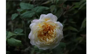 Rosa (Floribundarose) 'Susan Andreae (Abegglen)®'