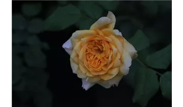 Rosa (Floribundarose) 'Susan Andreae (Abegglen)®'