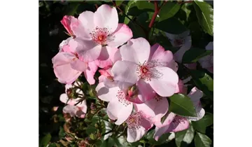 Rosa (Floribundarose) 'Sweet Pretty'®