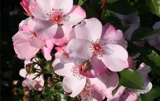Rosa (Floribundarose) 'Sweet Pretty'®