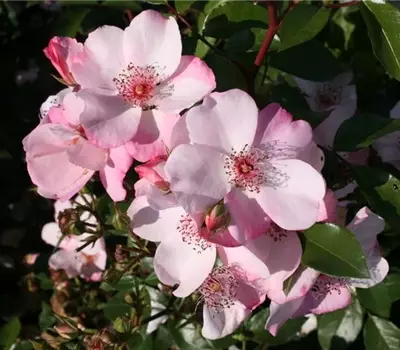 Rosa (Floribundarose) 'Sweet Pretty'®