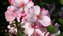 Rosa (Floribundarose) 'Sweet Pretty'®