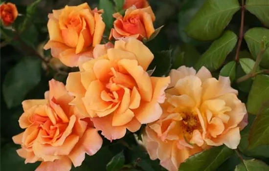 Rosa (Floribundarose) 'Tequila'®