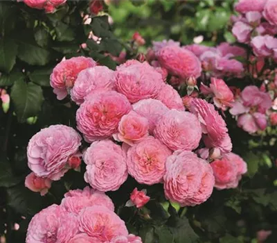 Rosa (Floribundarose) 'Theo Clevers'®