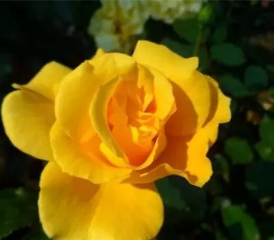 Rosa (Floribundarose) 'Westart'®
