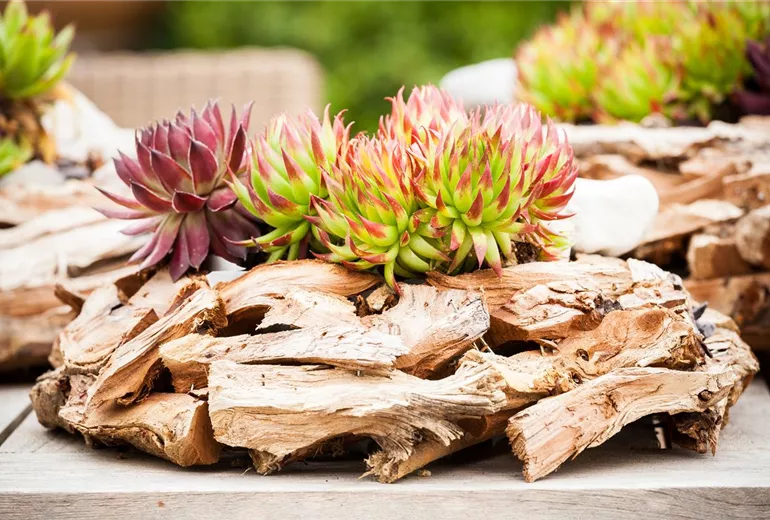 Sempervivum