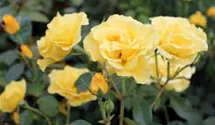 Rosa (Floribundarose) 'Westart'®