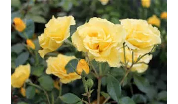 Rosa (Floribundarose) 'Westart'®