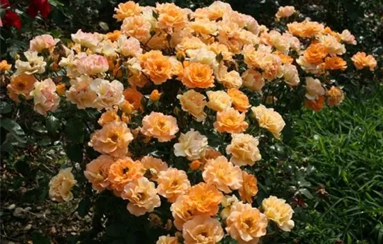 Rosa (Floribundarose) 'Westzeit'®