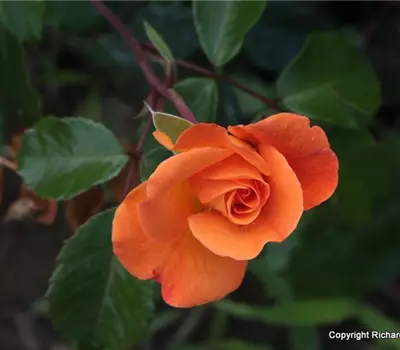 Rosa (Floribundarose) 'Westzeit'®