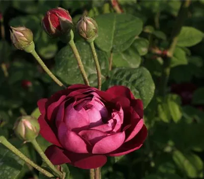 Rosa (Gallica) 'Cardinal de Richelieu'