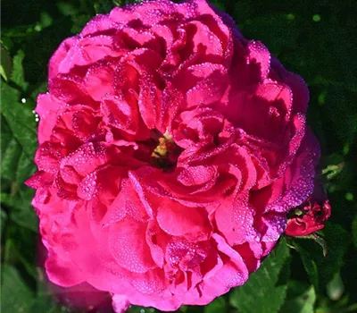 Rosa (Gallica) 'Charles de Mills'