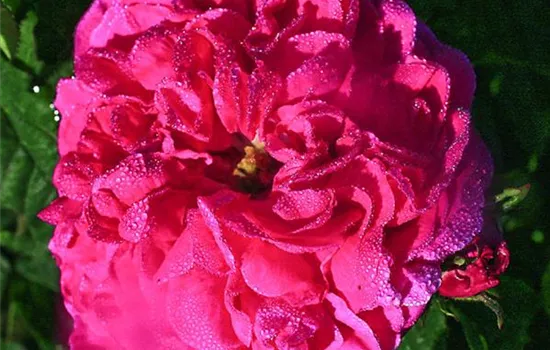 Rosa (Gallica) 'Charles de Mills'