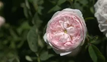 Rosa (Gallica) 'Duchesse de Montebello'