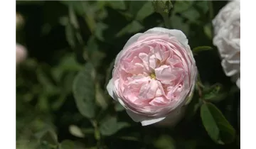 Rosa (Gallica) 'Duchesse de Montebello'