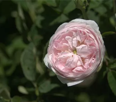 Rosa (Gallica) 'Duchesse de Montebello'