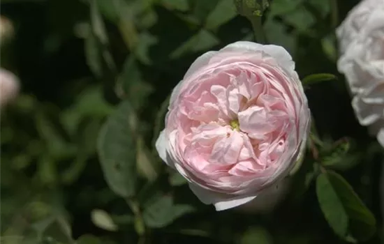 Rosa (Gallica) 'Duchesse de Montebello'