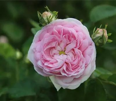 Rosa (Gallica) 'Duchesse de Montebello'