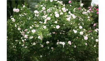 Rosa (Gallica) 'Duchesse de Montebello'