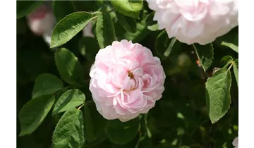 Rosa (Gallica) 'Duchesse de Montebello'