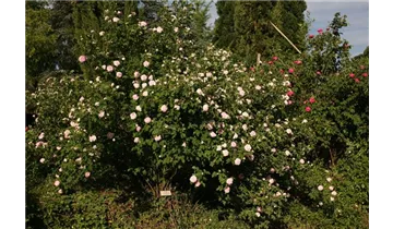 Rosa (Gallica) 'Duchesse de Montebello'